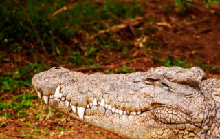 Razones para comer carne de cocodrilo - Carnes Carrasquilla