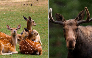 te atreves con el alce o el gamo